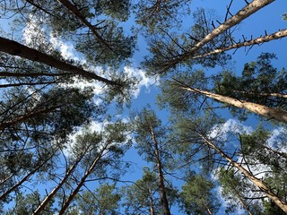 Trees against the blue sky, view from below. The tops of tall pines in a pine forest. Background texture: coniferous trees and sky.