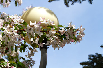 A branch of an apple tree against the backdrop of a lantern.