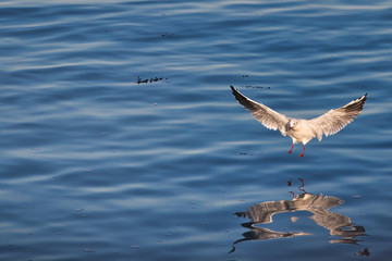 seagull in flight over water, with reflection