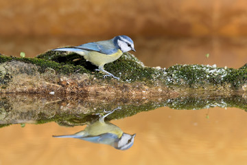 herrerillo común posado en el estanque una piedra con musgo (Cyanistes caeruleus) Marbella Andalucía España © JOSE ANTONIO