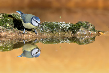 herrerillo común posado en el estanque una piedra con musgo (Cyanistes caeruleus) Marbella...