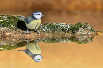 herrerillo común posado en el estanque una piedra con musgo (Cyanistes caeruleus) Marbella...