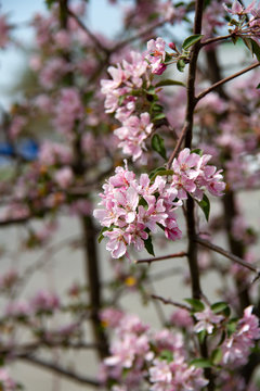 Apple tree branch in pink flowers.