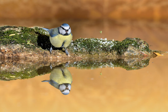 herrerillo com&uacute;n posado en el estanque una piedra con musgo (Cyanistes caeruleus) Marbella Andaluc&iacute;a Espa&ntilde;a