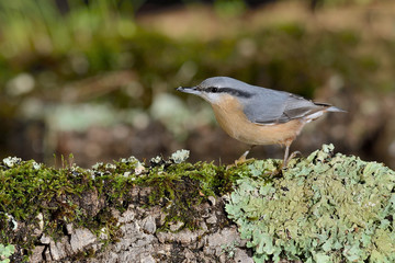 trepador azul posado en una rama con musgo (Sitta europaea) Marbella España	