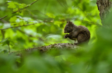 eichhörnchen, tier, nager, natur, wild lebende tiere, säugetier, baum, wild, streifenhörnchen, 