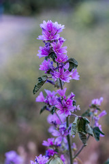Obraz premium wild lavender found by country roads