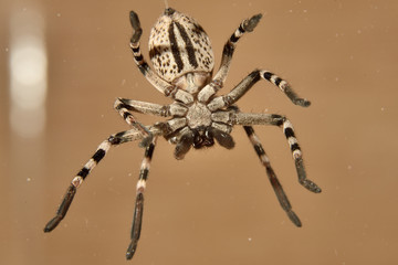 araña colgada bocabajo (Araneae) 