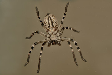 araña suspendida en el aire bocabajo (Araneae) 
