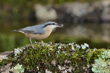 trepado azul en una piedra con musgo (Sitta europaea) Marbella Andalucía España