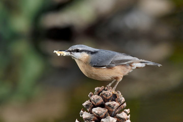 trepado azul posado en una piña con fondo verde (Sitta europaea) Marbella Andalucía España