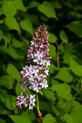 Lilac branch with large flowers and buds on a background of green leaves. Macrophoto.
