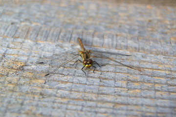 Eine Schwarze Heide Libelle mit braunen Augen und gelben Mundwerk sonnt sich getarnt auf einem Holzbrett .