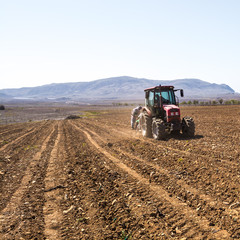 Fototapeta premium Planting grape seedlings