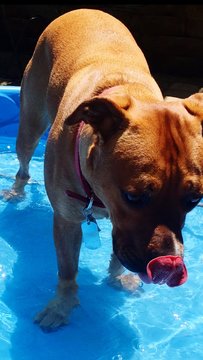 Close-up Of Brown Dog In Wading Pool