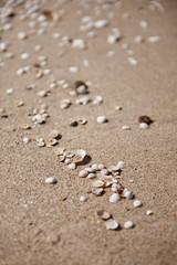 Fototapeta na wymiar Muszle na plaży