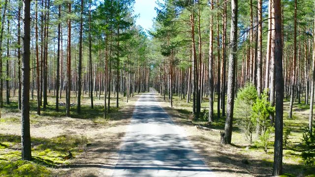 Drone shot flying forward in spring fir tree forest.