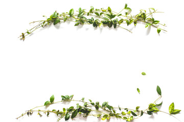 Obraz na płótnie Canvas Decorative frame of green leaves on a white background. Flat lay