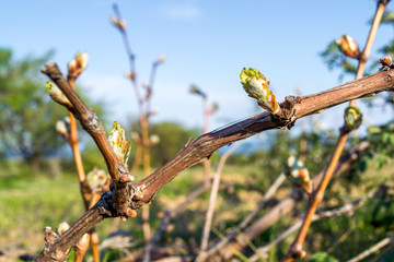 Vineyard buds