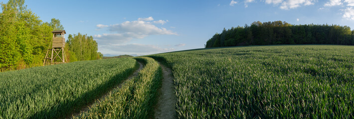 Panorama of a field of growing grain with a blue sky background