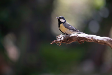 Great tit (Paris major) perching on branch with highlights and back lighting