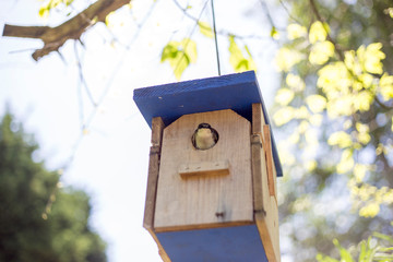 bird house