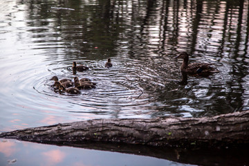 Duck with ducklings swim on the lake.