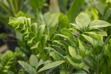 ZZ Plant