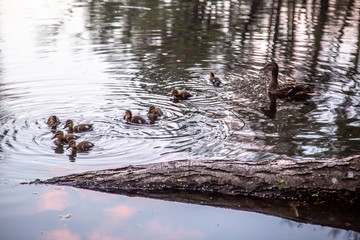 Duck with ducklings swim on the lake.