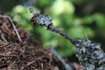 ant on a branch
