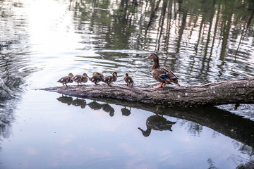 Duck with ducklings swim on the lake.