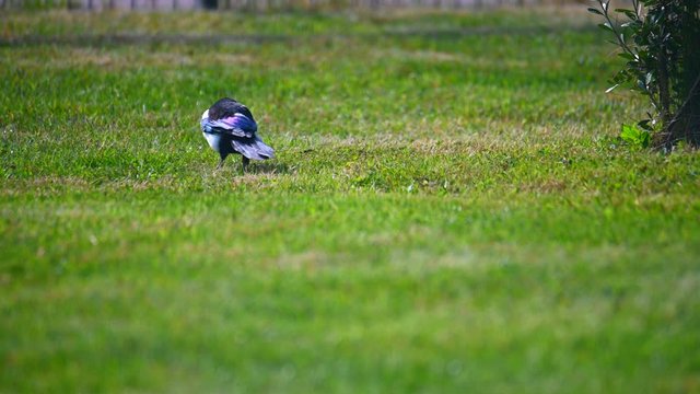 A magpie runs across the lawn and searches for food