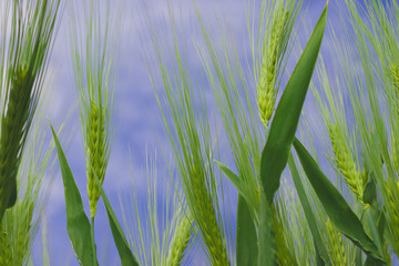 Wheat ripening in the fields