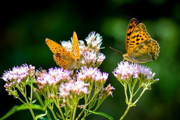 Mariposa en Flor