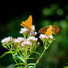 Mariposa en Flor