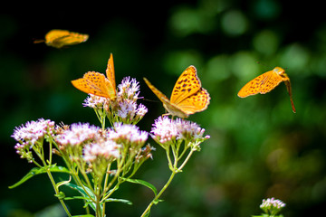 Mariposa en Flor