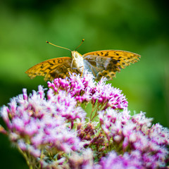 Mariposa en Flor