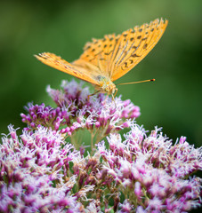 Mariposa en Flor