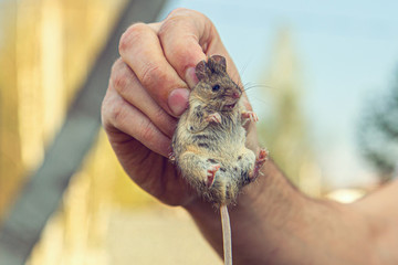 Man hand hanging and showing caught field or house mouse
