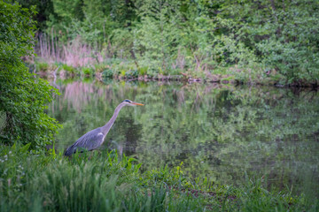 Gray Heron waiting for fish at the river Berlin castle park