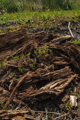 Dry shattered trunk of an old fallen tree