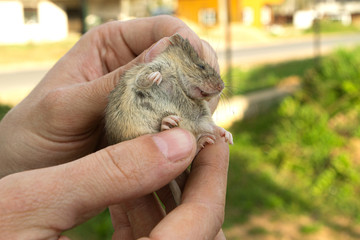 man holds a caught field mouse in his hands. little scared rodent in the hands