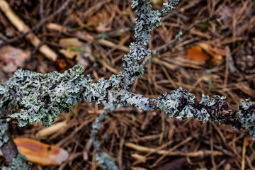 Gray old moss on a branch against the forest surface of moss, leaves and cones