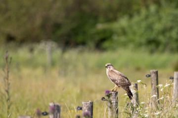 Large raptor perched on fence post next to agricultural field