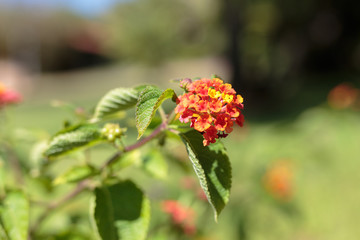 Yellow, Orange and Red Flower Lantana Camara: Beautiful Flowering Plant