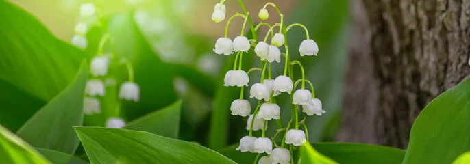 Foto auf Leinwand Spring panorama, banner. Lily of the valley (Convallaria majalis) blooming in the forest. © rustamank