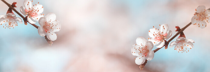 Flowers of apricot tree (Prunus armeniaca) on the background of a blooming garden. Spring background, panorama, banner.