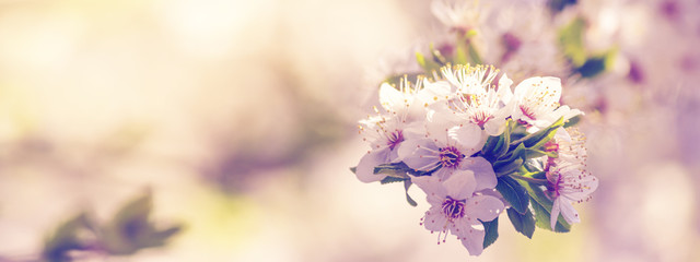 Flowers of apricot tree, Prunus armeniaca, among of a blooming garden. Spring background, panorama,...