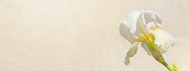 Closeup of white iris flowers on natural background on a sunny day. Soft selective focus. Background with space for text