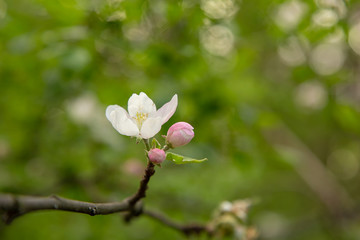 A flowering sprig of apple trees. Close-up.